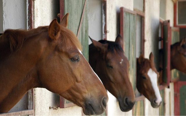 pferd-und-stroh-im-stall